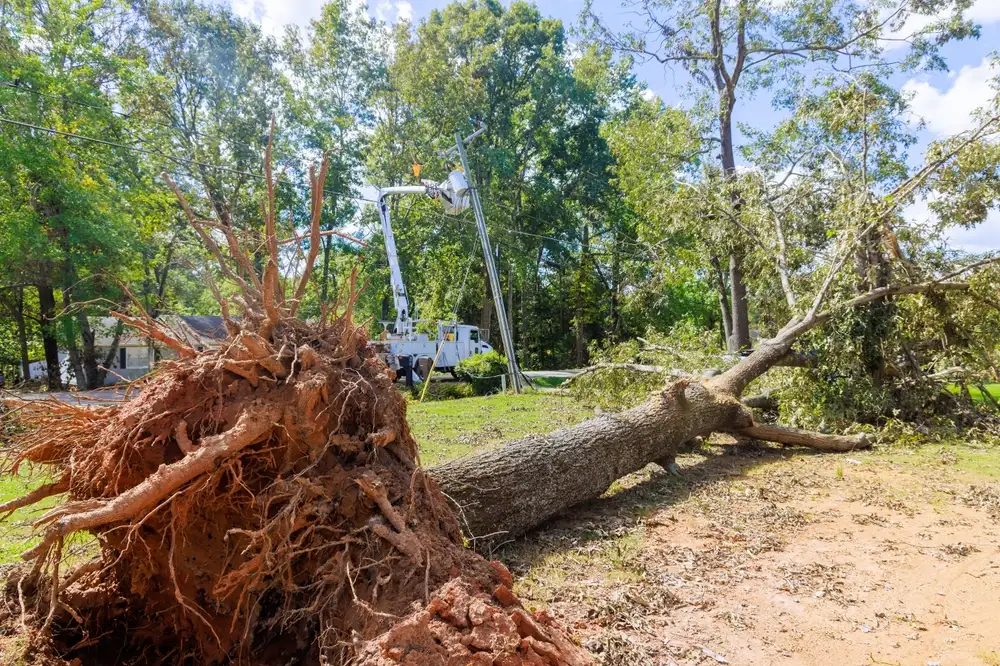 Emergency tree removal after storm damage in Birmingham AL