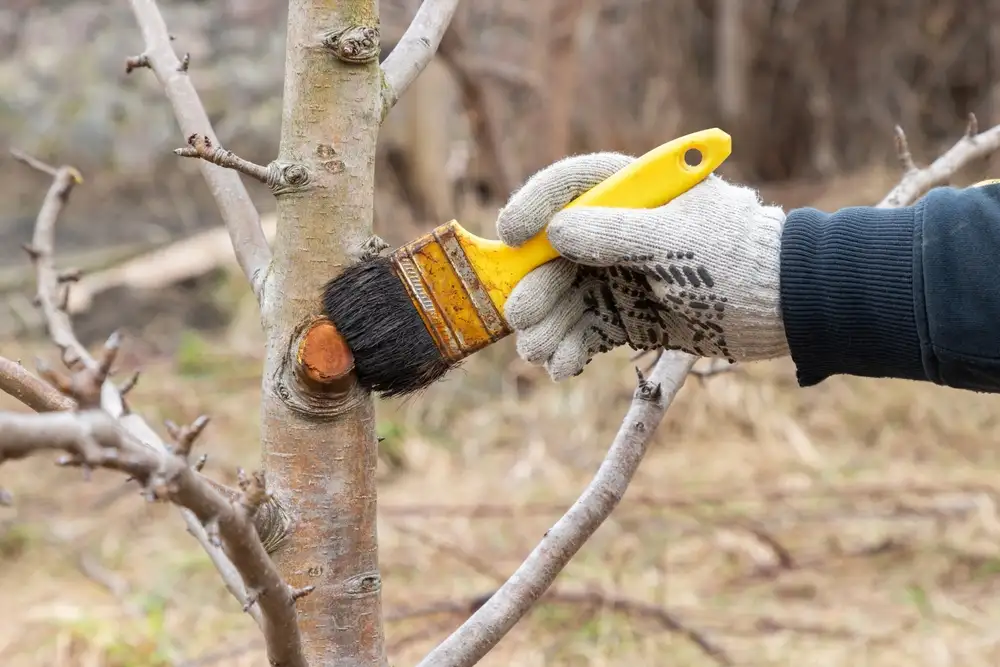 Arborist applying protective tree wound dressing with a brush after pruning a branch to protect the tree from disease.
