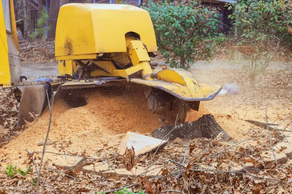 Stump grinder machine grinding tree stump near large tree in Birmingham AL