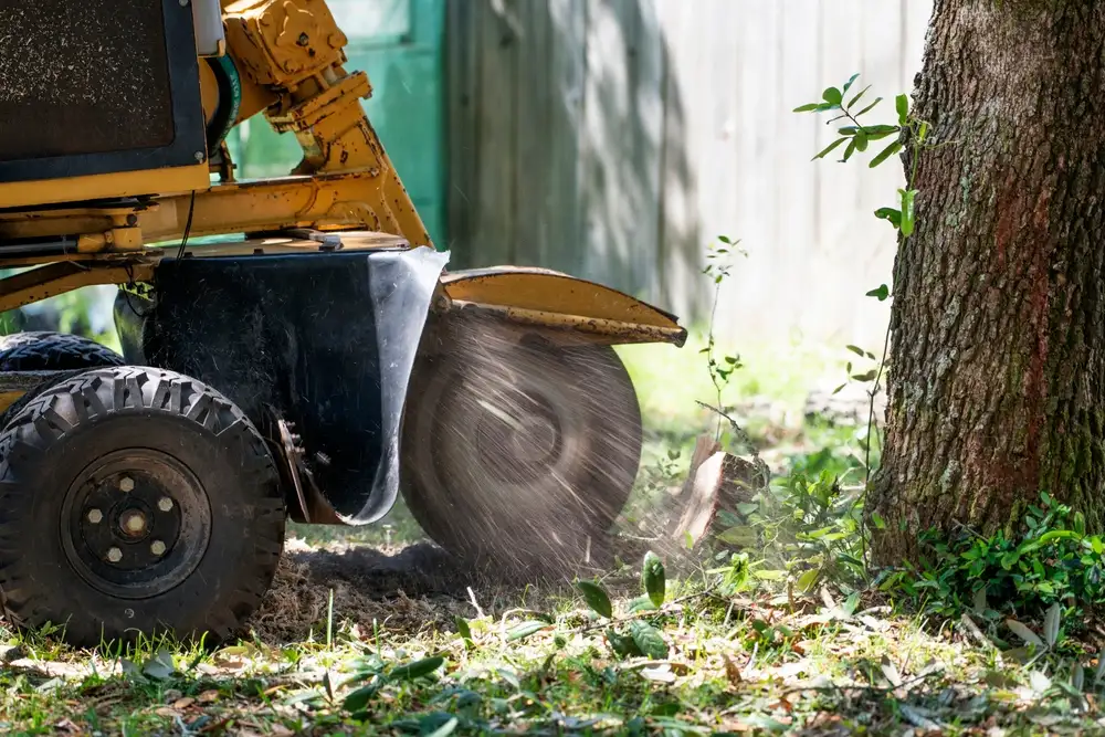 Yellow stump grinding machine removing tree stump in Mountain Brook AL