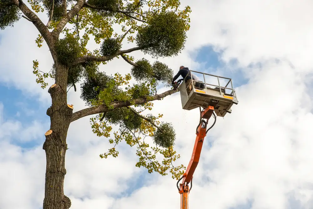 Arborist in bucket lift removing tall tree in Trussville AL