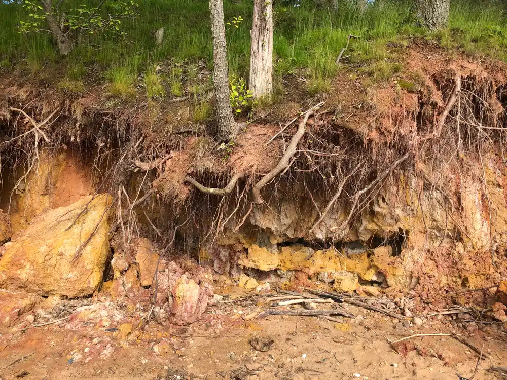 Birmingham Alabama red clay soil exposed at stump grinding site showing tree root system