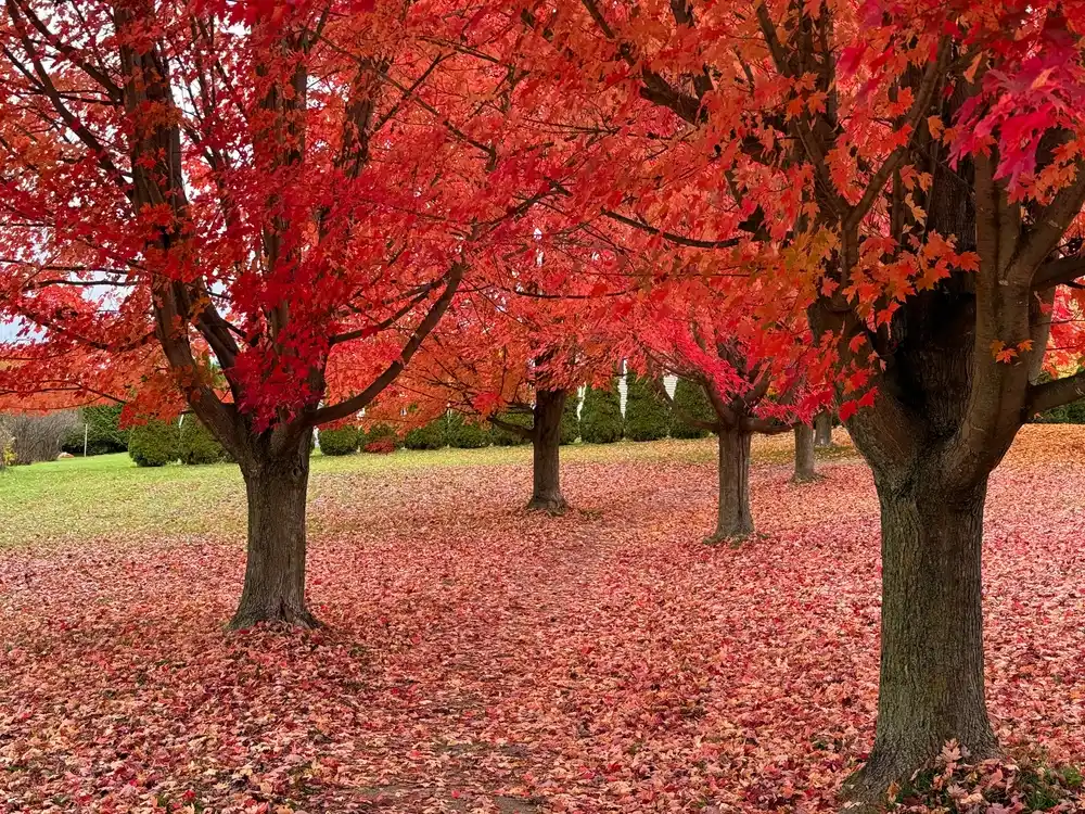 Red maple tree fall foliage or diseased leaves in Birmingham Alabama