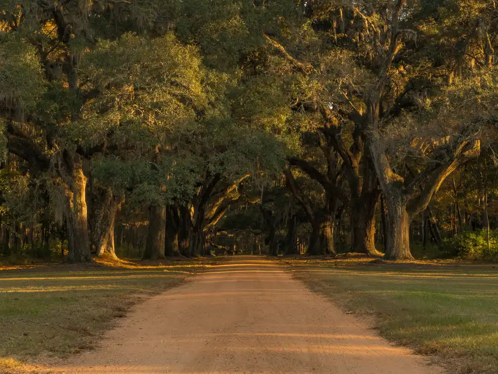 Southern live oak tree spreading canopy over historic Birmingham Alabama neighborhood